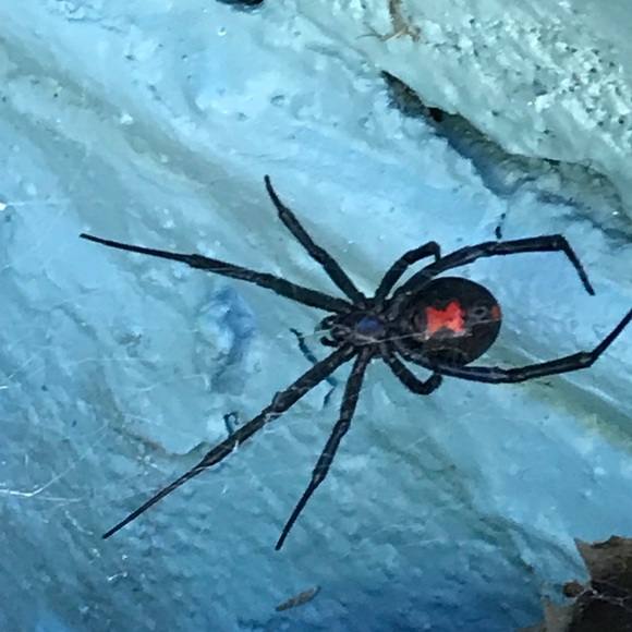 Meet your Posher, Billi - Picture 2 of 3